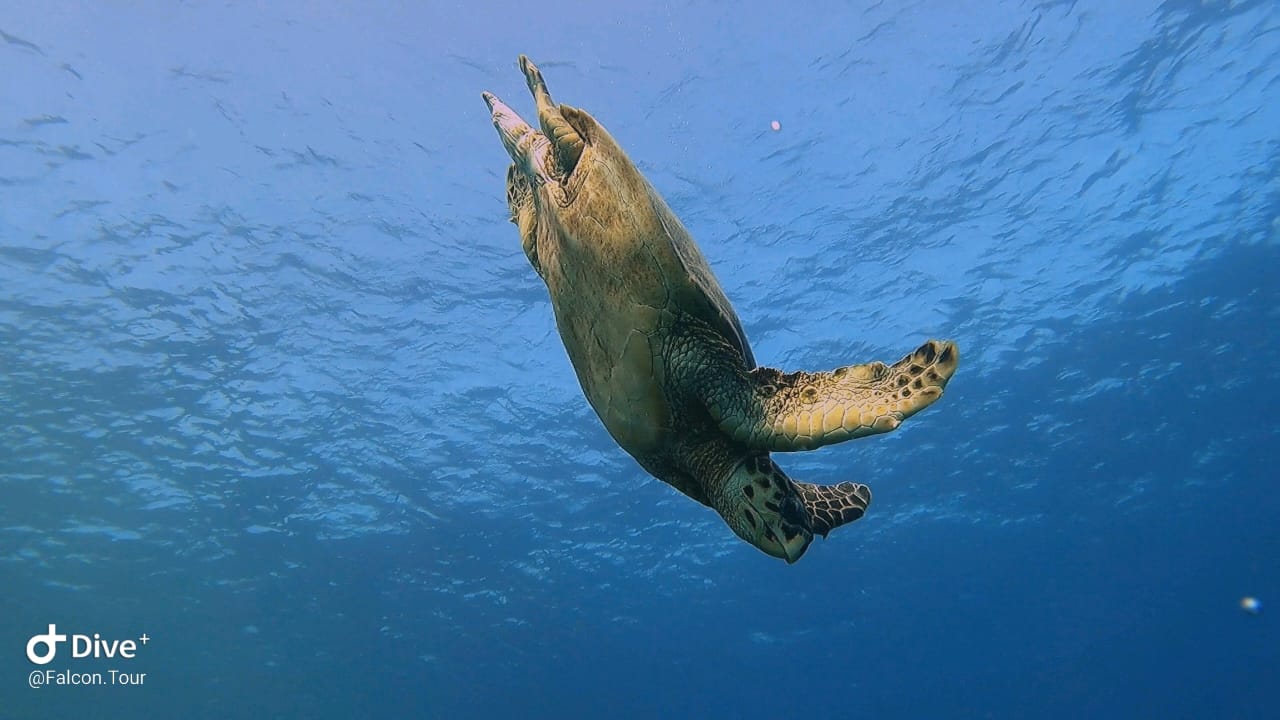 Green Sea Turtle