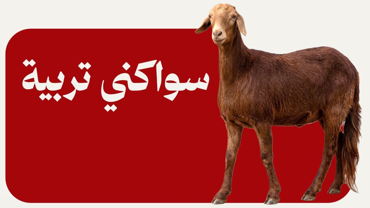 السواكني
